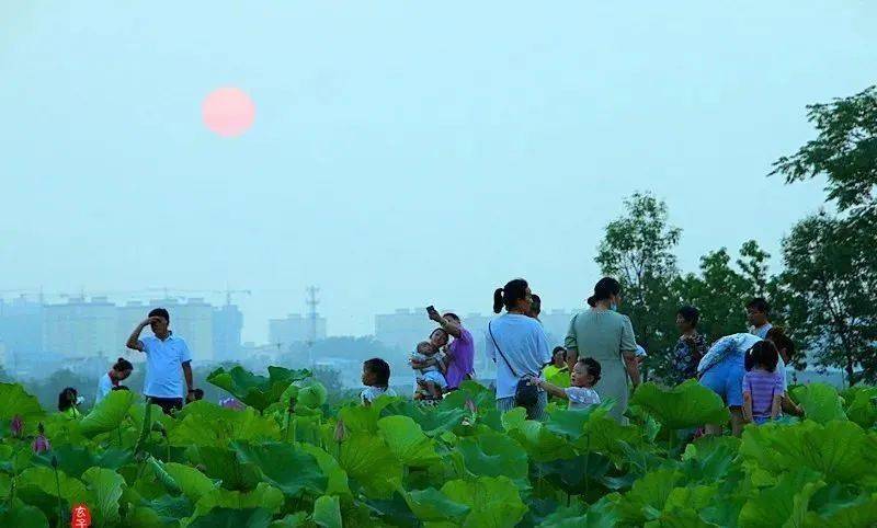 2020年淮阳荷花节盛大开幕,最全游玩攻略来了