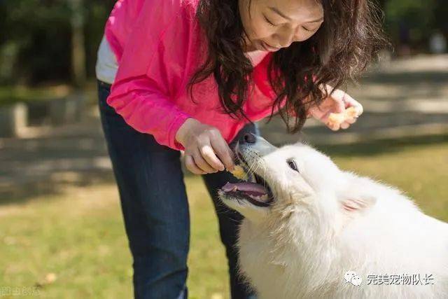 有这6个特征的狗狗不值得养,都是"白眼狼",养不熟