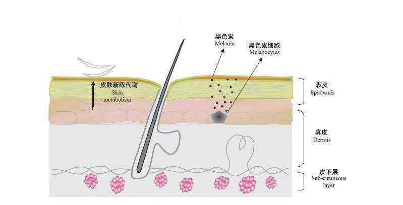 黑色素到底该不该