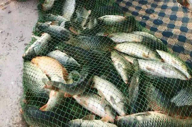 热天|一根竿都钓不过来热天用来擒获鲤鱼