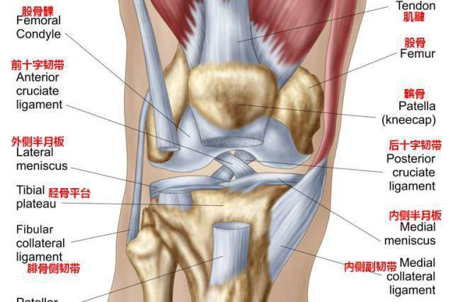 我们先来了解下膝关节的构造.