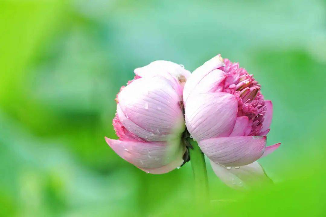 并蒂莲花开,好运自然来!