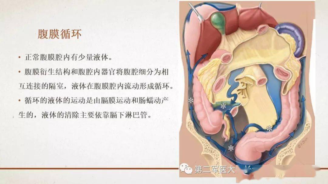 腹膜相关结构的影像解剖_肠系膜