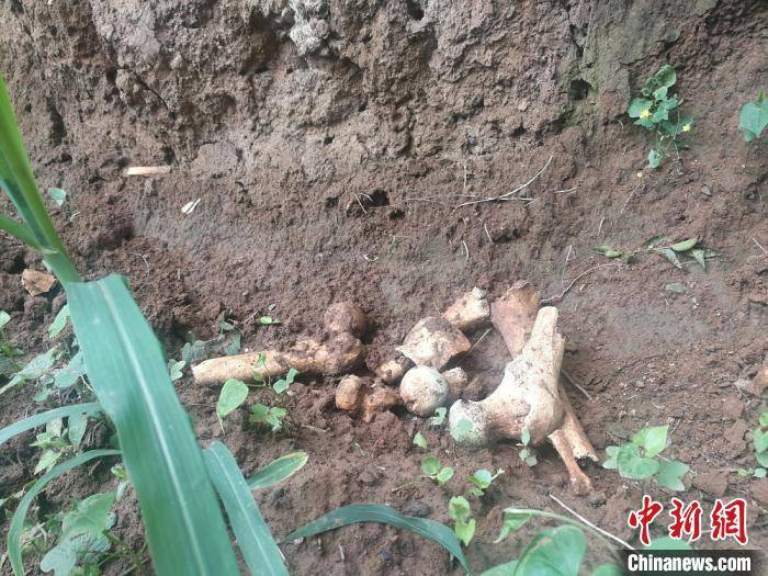 赵国数|山西发现疑似长平之战尸骨坑 这场战争还有哪些未解之谜？