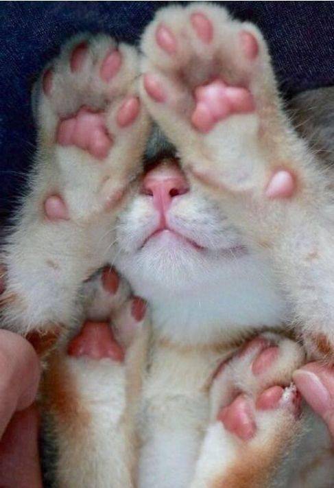 看看这些猫咪的小爪子,你心动了吗