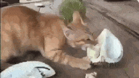 猫: 铲屎官自己喜欢吃屎, 还逼我一起.