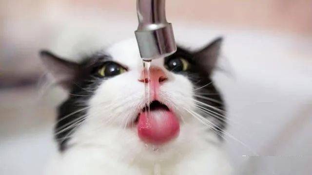 74cf9107f2bf4f45a6434f025f1ef76a.jpeg