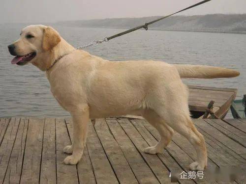 怎么看小狗聪不聪明 8ce93c569fe546b2a9686b3a8cc09e84.jpeg