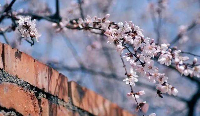 古人|古人常说：“宁娶从良女，莫娶过墙妻”，什么是“过墙妻”？