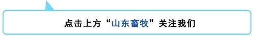 山东省|第28周山东省畜产品市场行情分析