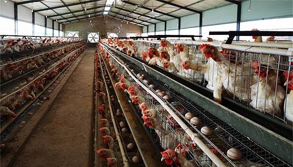 养殖户|【深度】探访“中国蛋鸡之乡”：蛋价半年跌去近六成，养殖户瞄准下一轮好行情