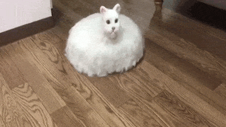 440_248gif 动态图 动图