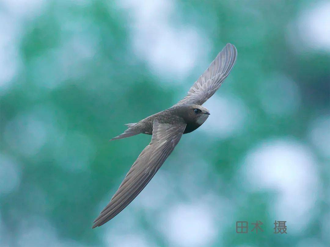 线上科普|走近天坛上空的飞翔精灵——北京雨燕