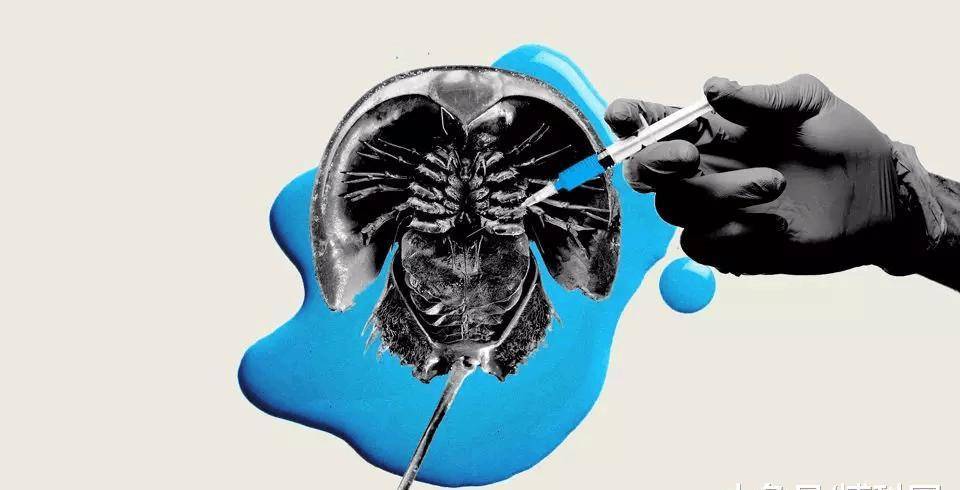 蓝色血液 8a48434825984336afc0a559161b9adf.jpeg