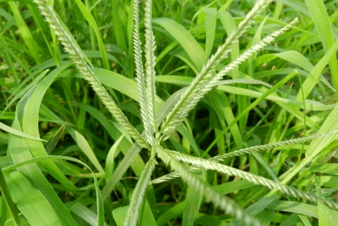 01什么是牛筋草?