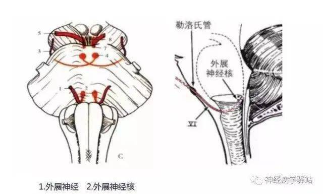 【收藏】外展神经的解剖、影像与临床大全