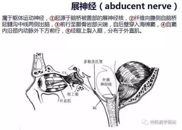 展神经完美显示及疾病诊断