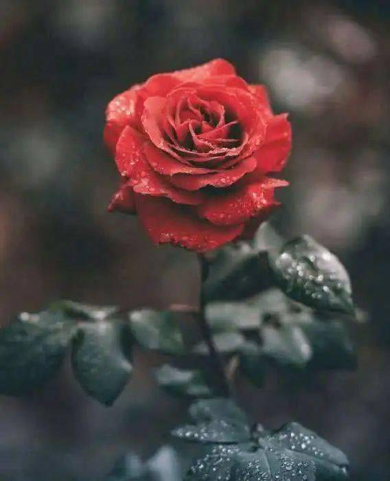 露点|宝姐：春晚露点爆红后，她却回村当村姑？归来仍是铿锵玫瑰！