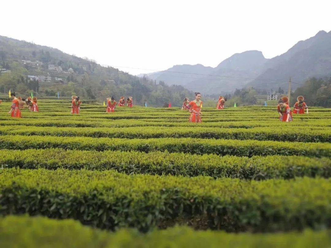 "茶旅"促消费升级—农发行推动咸丰县"茶旅融合"系列报道(四)_茶叶