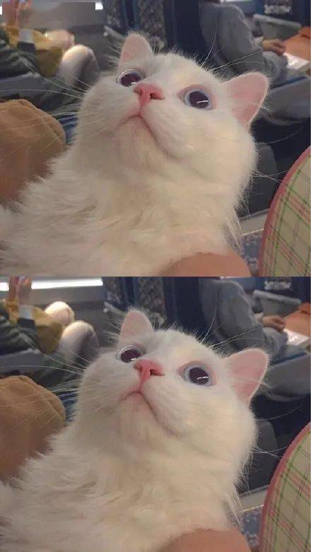 猫咪壁纸丨你的手机屏保多久没换了?