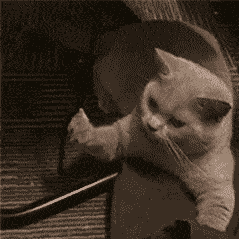 壁纸 动物 灵长目 239_239 gif 动态图 动图