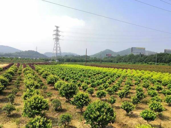 高峰村花卉苗木种植基地.