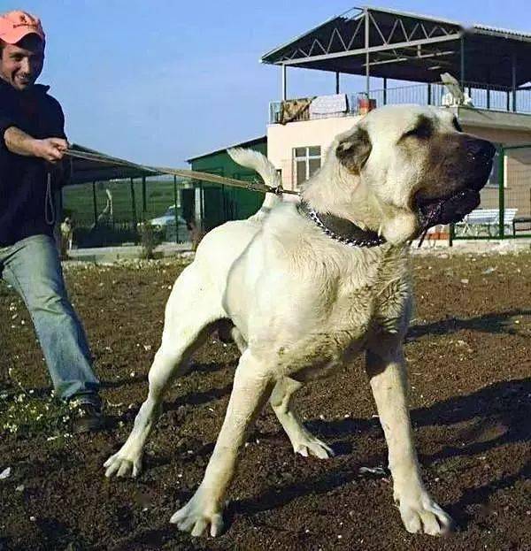 世界十大猛犬排行榜!没有最猛只有更猛!