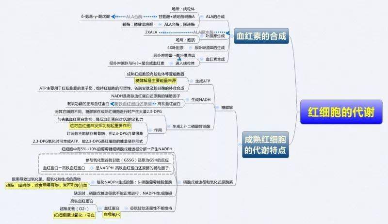 医学生必备生物化学思维导图