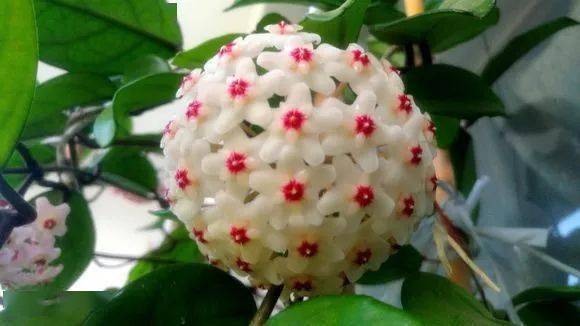 欣赏养了多年的球兰绽放绿叶白花真漂亮