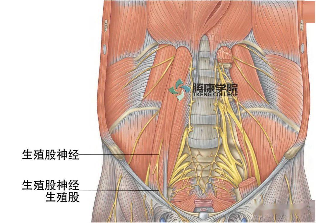 随后其紧邻输尿管向远端走行,最终在腹股沟韧带近端分为股支和生殖支.