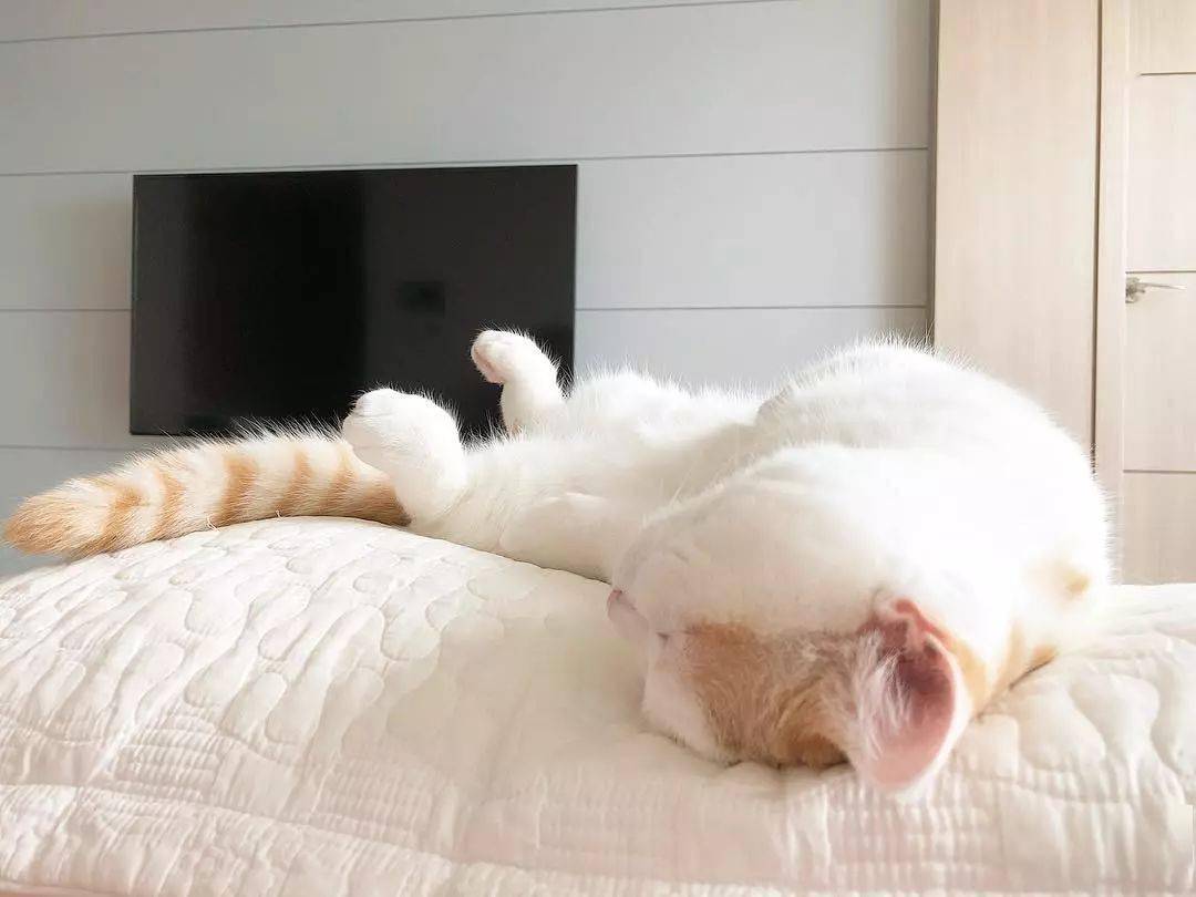 怎么趴着睡觉不流口水 4e134c690e194e11b9bbf02ff2190ed6.jpeg