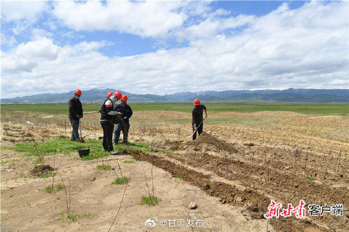 玛曲|图说玛曲治沙故事