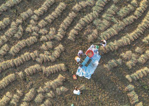 农时|抓农时战“双抢”