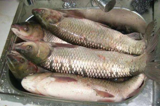 草鱼|自从用了这草鱼钓法后，都佩服得五体投地不是我吹