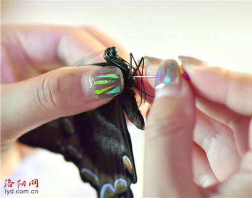 蝴蝶|洛阳一对夫妻把兴趣变为生意：制作蝴蝶标本 创造幸福生活