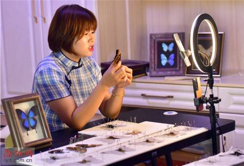 蝴蝶|洛阳一对夫妻把兴趣变为生意：制作蝴蝶标本 创造幸福生活