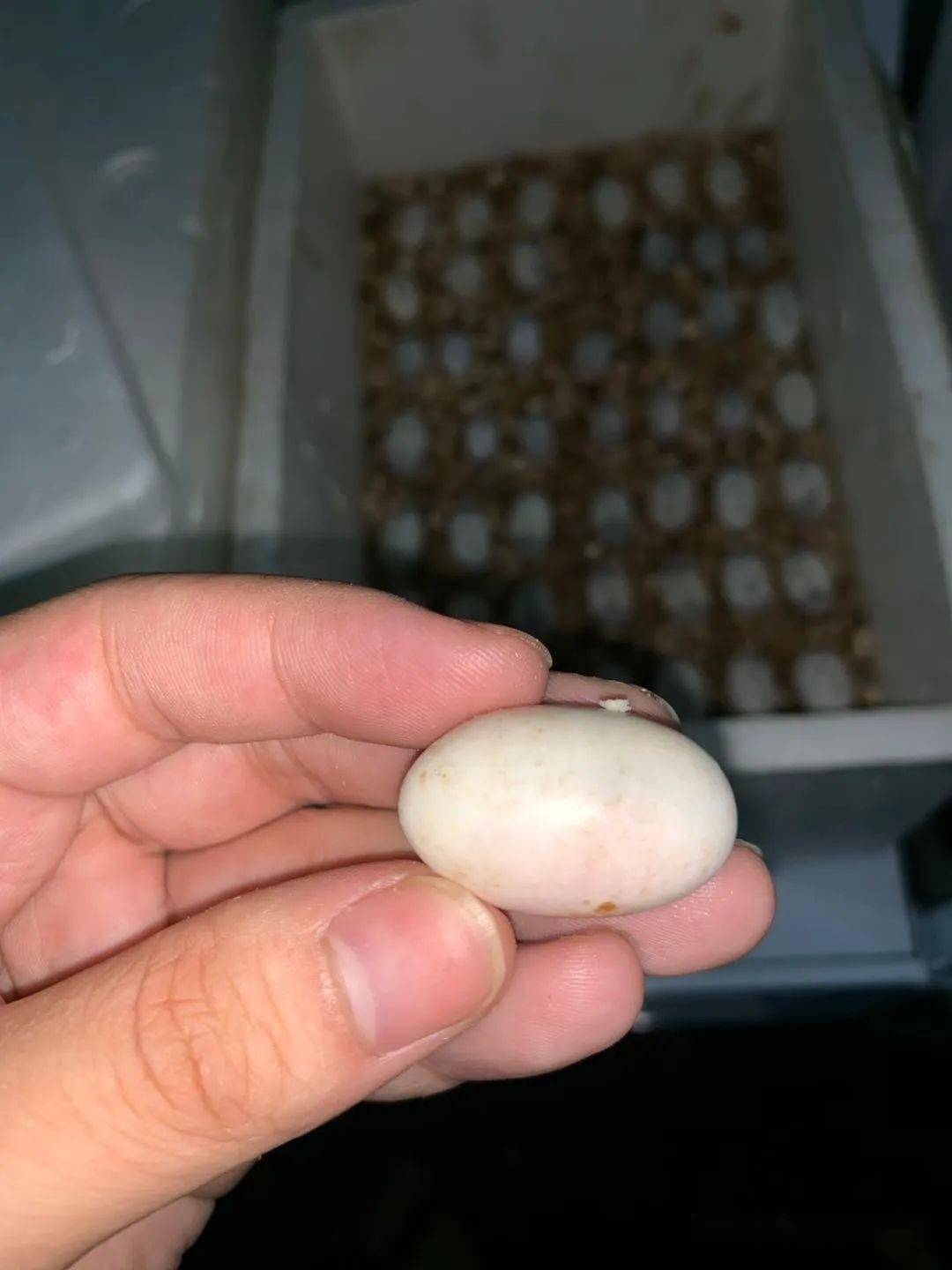 (图文详解)龟蛋孵化过程中如何挑出"坏蛋"