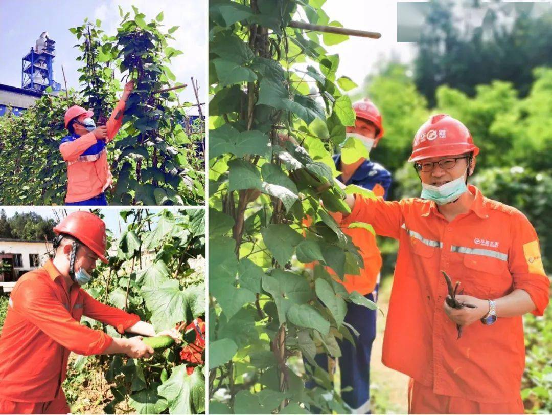 员工|到华新“开心农场”采摘去！大暑