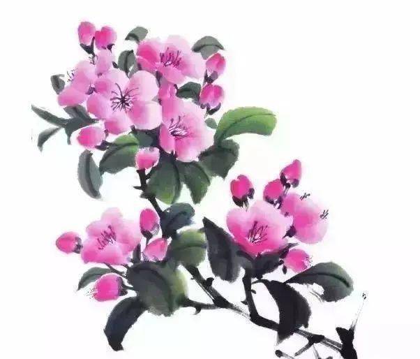 海棠花杜鹃花的画法