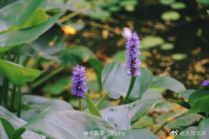 _Dophy|在颐和园品夏花盛放