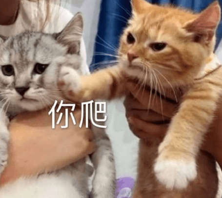 表情包:今天我也是一只棒棒的小猫咪