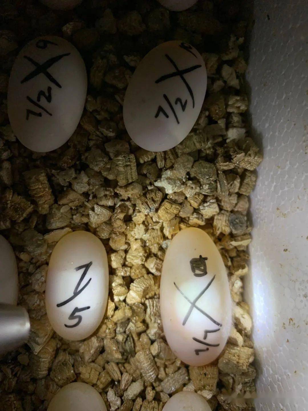(图文详解)龟蛋孵化过程中如何挑出"坏蛋"