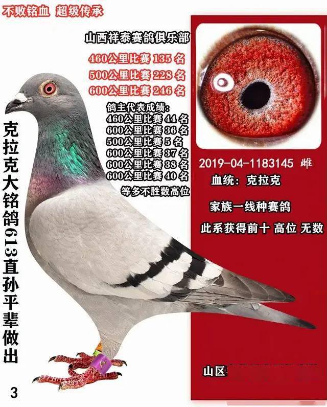 这16对世界经典黄金配对,附血统眼砂照片,你能看出规律吗?
