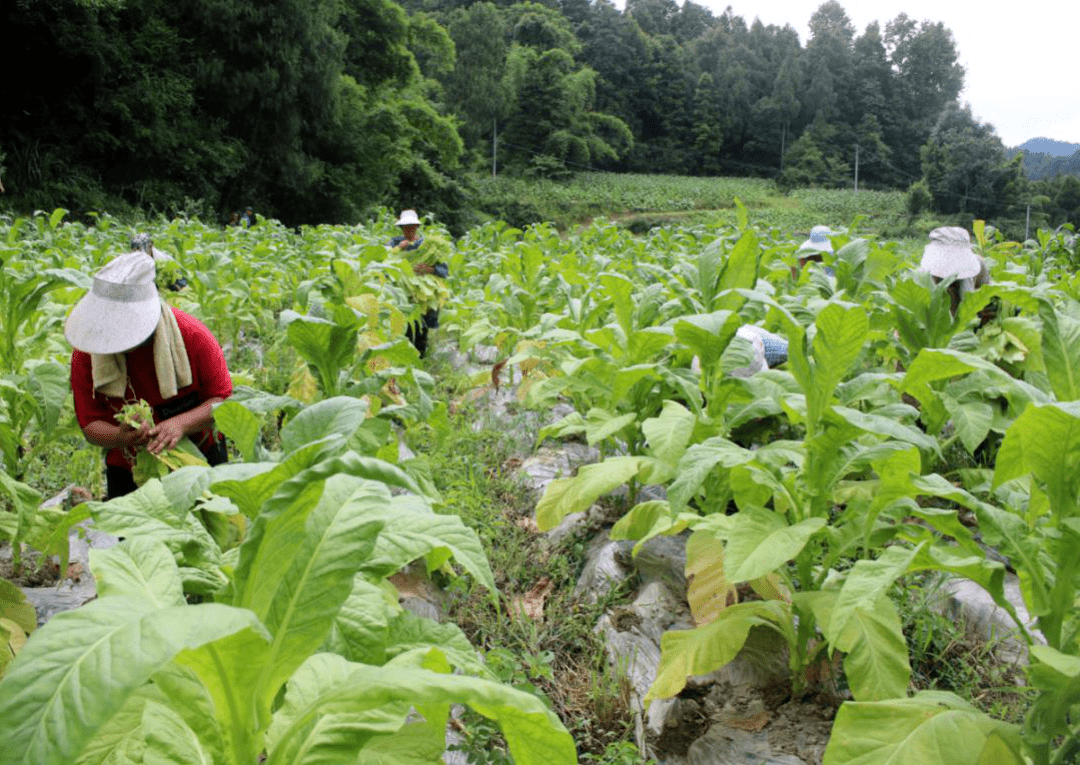 "我们都离得近,他们种烟,也让我们在家门口就能挣钱.