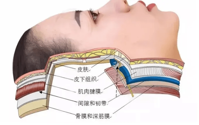 【皮肉紧致】包括了从皮肤最表层,到皮下筋膜层的好