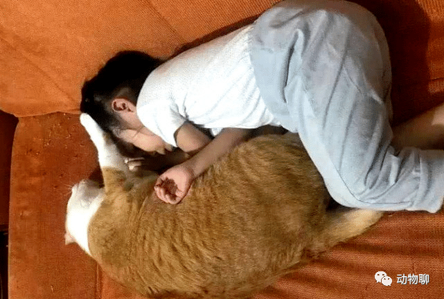 女子养了只小猫陪女儿长大，一年后再同框时：大橘真是名不虚传