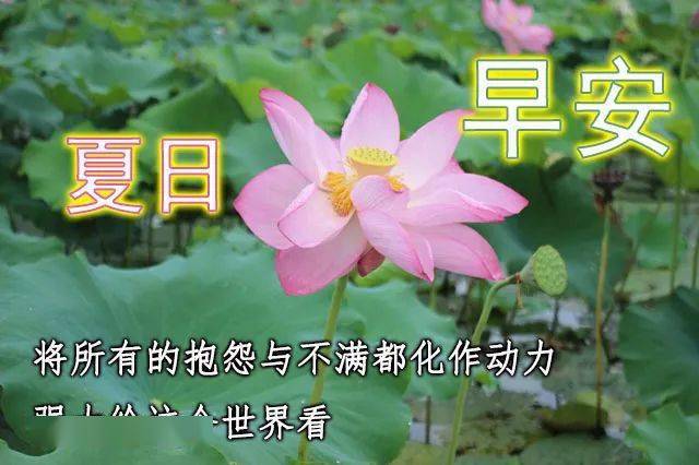 的早安问候祝福动态鲜花图片带字 微信温馨的早上好问候语图片带字
