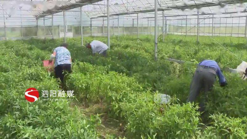 卢集镇gdp_尤集镇解圩小学生图片(3)