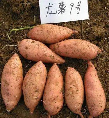 目前甘薯主栽品种有:优质,高产品种烟薯25,普薯32;优质,抗病品种济薯