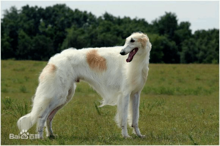 禁养犬有哪些?有图有真相._猎犬